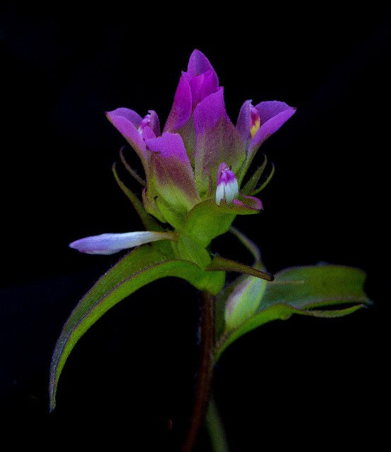 Orthocarpus imbricatus 15-1068.jpg